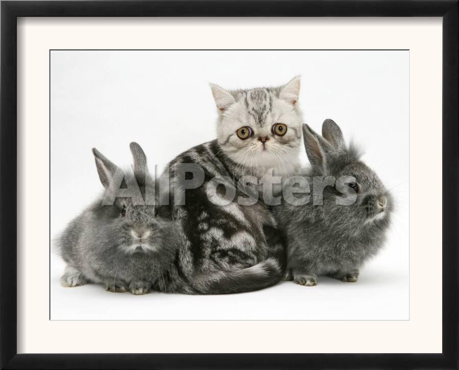 Blue Silver Exotic Shorthair Kitten With Baby Silver Lionhead