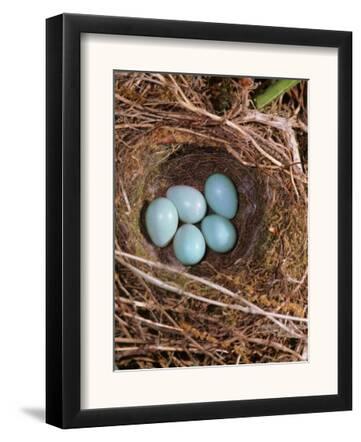 Hedge Sparrow / Dunnock, Nest with Five Eggs, UK Art by Jane Burton at AllPosters.com