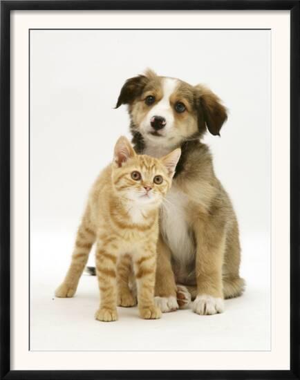 British Shorthair Red Tabby Kitten Sitting With Sable Border
