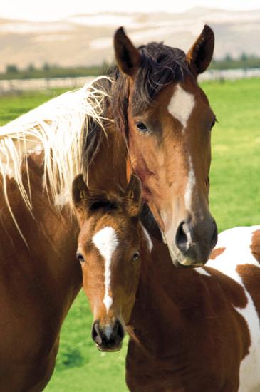 Horses Mare Foal Prints at AllPosters com