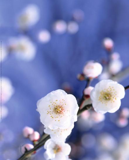 Cerisier En Fleur Japon