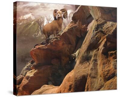 bighorn