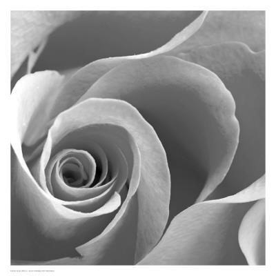 Rose Spiral Ii Print At Allposters Com