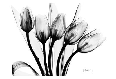 early tulips n black