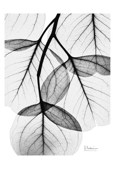 flowing eucalyptus in black