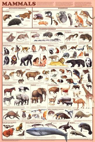 Mammals Laminated Educational Science Teacher Classroom Chart Poster 24x36