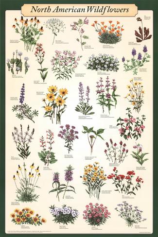 Botanical Chart Poster