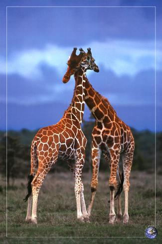 24x36 High Love Save Our Planet Art Poster Print Poster Art Poster Print Giraffes