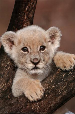 height size to frame Cub Print Art Poster Lion AllPosters.com on Prints at Branch