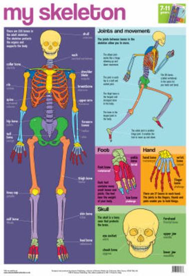 'Laminated My Skeleton Educational Chart Poster Print' Prints