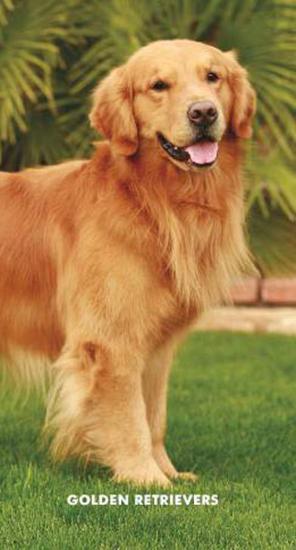 Golden Retrievers 2017 Two Year Pocket Planner Calendars At Golden Retrievers 2017 Two Year