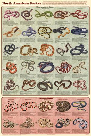 North American Snakes Educational Science Chart Poster Posters At North American Snakes Educational Science Chart Poster