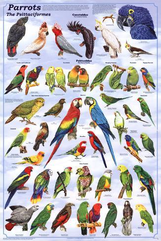 Bird Chart