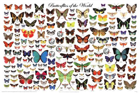 'Laminated Butterflies of the World Educational Science Chart Poster
