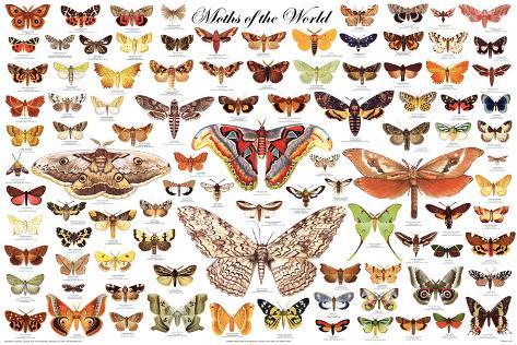 Butterfly Chart Poster