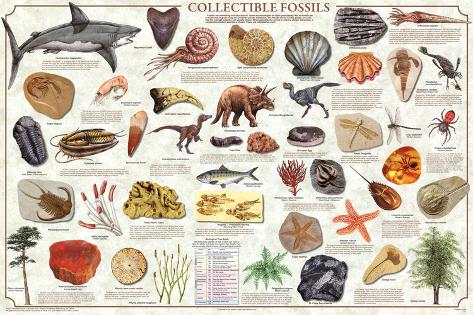 Fossil Chart