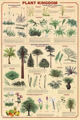 Terrestrial Plants Chart