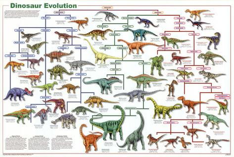 Animal Evolution Chart