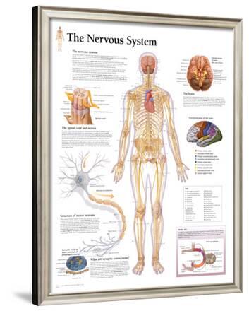 Diagram and Wiring: Diagram Of The Human Body Nervous System
