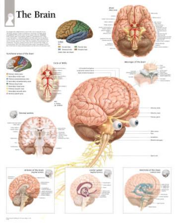 'The Human Brain Educational Chart Poster' Posters | AllPosters.com