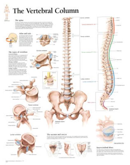 vertebral column educational chart