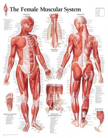 Muscular System Female Educational Chart Poster Posters At Muscular System Female Educational Chart Poster