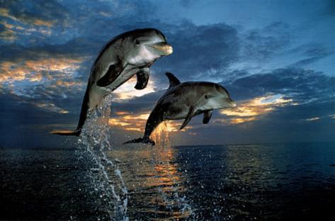 DOLPHIN JUMPING MOTIVATIONAL POSTER SUNSET ART PRINT