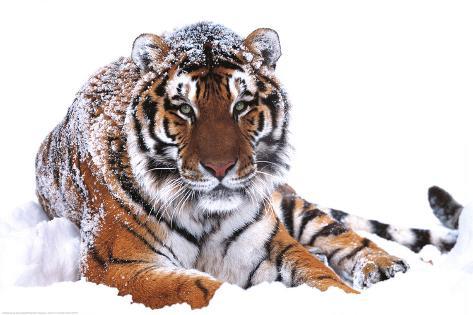 Siberian Tiger In The Snow Poster A2 SIZE