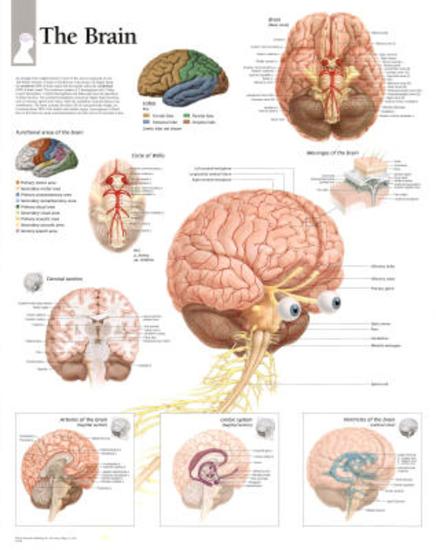 'Laminated The Human Brain Educational Chart Poster' Poster | AllPosters.com