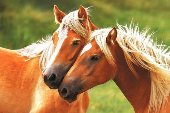 'Horses (Blondes) Art Poster Print' Poster
