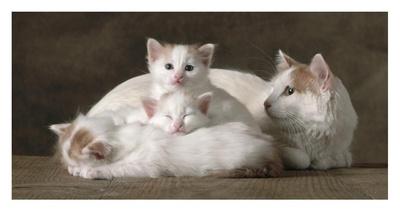 Van Colored White and Red Turkish Angora Cats Print by ...