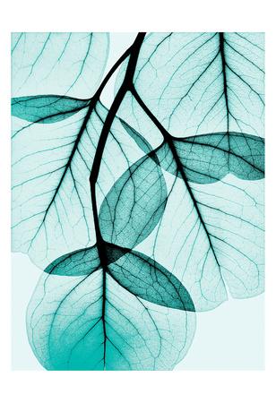 teal eucalyptus posters prints koetsier albert turquoise allposters leaves colors ray artwork shades aesthetic turquesa arte sold pink colours light