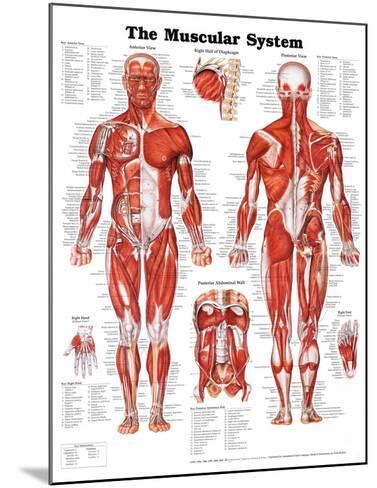 Human Muscular System Chart