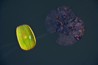 'Lotus and Zen' Giclee Print - Nhiem Hoang The | AllPosters.com
