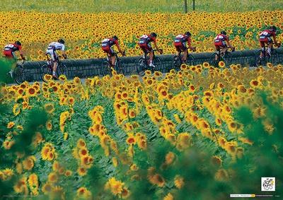 'Le Tour De France (Sunflowers) Sports Photo Poster' Masterprint