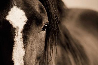 'Dark Eyes' Prints - Lisa Dearing | AllPosters.com