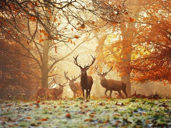 Four Red Deer In The Autumn Forest Prints Alex Saberi Allposters Com Four Red Deer In The Autumn Forest Prints Alex Saberi Allposters Com