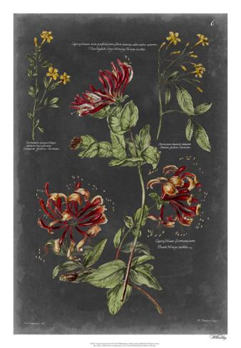 Botanical Chart Print