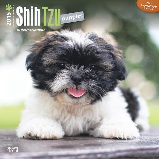 Shih Tzu Puppies 2015 Calendar Calendars At Allposters Com