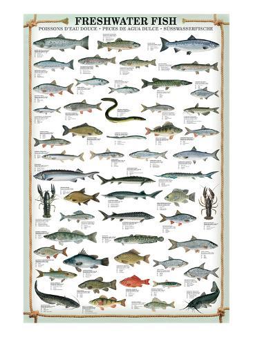 Texas Freshwater Fish Chart