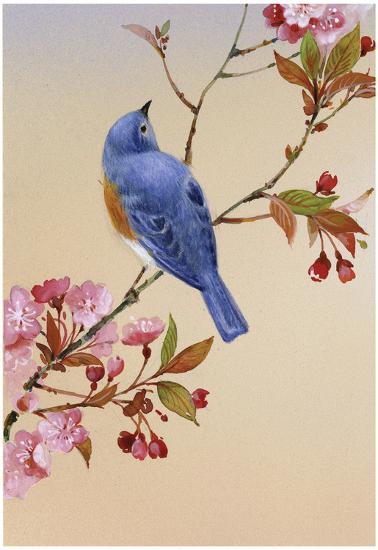 Blue Bird On Cherry Blossom Branch Poster Allposters Com Blue Bird On Cherry Blossom Branch Poster Allposters Com