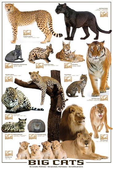 Big Cats Posters at AllPosters.com