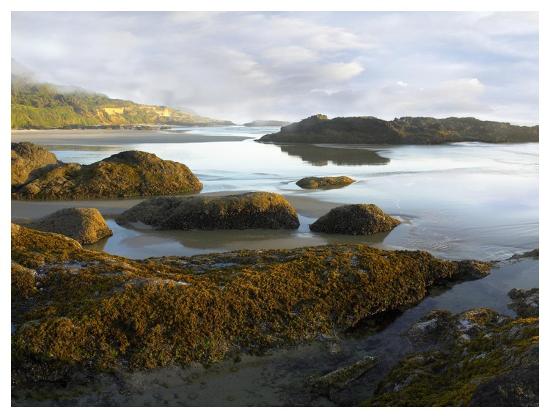'Seaweed covered rocks exposed at low tide, Neptune Beach, Oregon