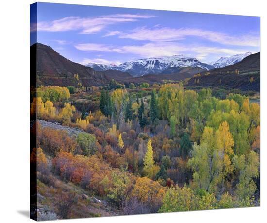 Quaking Aspen Forest In Autumn Snowmass Mountain Near Quaking Aspen Colorado Stretched Canvas Print Tim Fitzharris Allposters Com