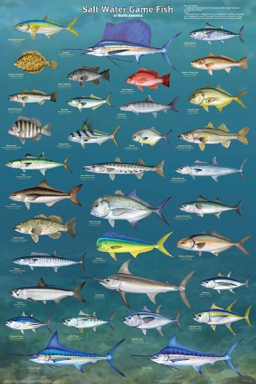 Download 'Salt Water Game Fish' Posters | AllPosters.com
