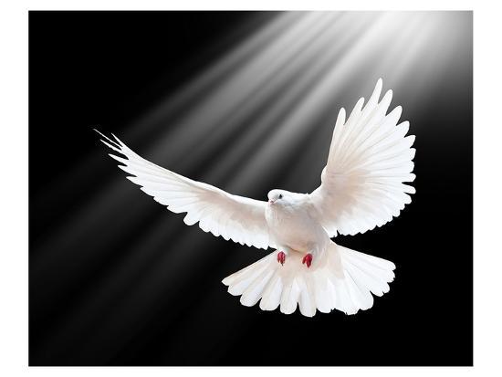  A Free Flying White Peace Dove  Prints  AllPosters com