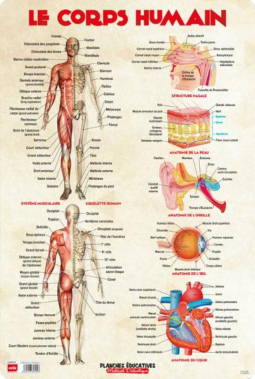 Le Corps Humain Prints Allposters Com