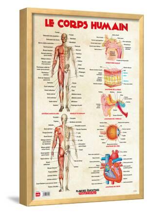 Le Corps Humain Prints Allposters Com