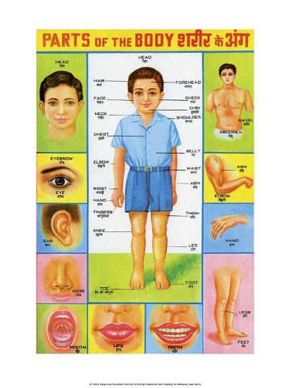 'Indian Educational Chart - Parts of the Body' Posters - | AllPosters.com