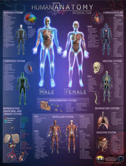 'Human Anatomy Interactive Wall Chart' Poster - | AllPosters.com